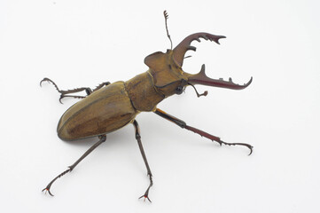 ミヤマクワガタ 白背景 Lucanus maculifemoratus