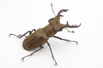ミヤマクワガタ 白背景 Lucanus maculifemoratus