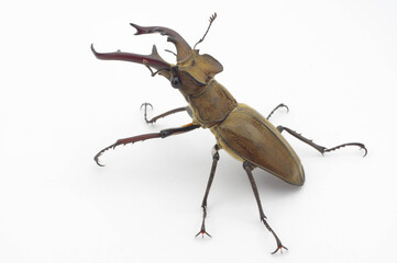 ミヤマクワガタ 白背景 Lucanus maculifemoratus