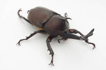 カブトムシ 白背景 Trypoxylus dichotomus