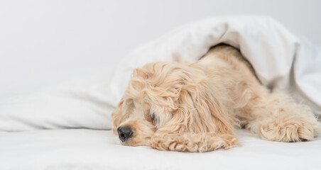 Naklejka na ściany i meble Sad American Cocker spaniel puppy lying under white warm blanket on a bed at home