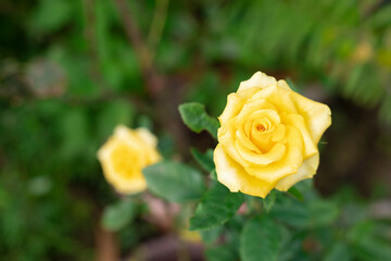 Yellow roses blooming in the garden in the morning.