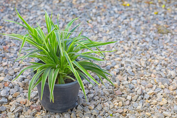 Spider Plant in a pot on gravel ground. 