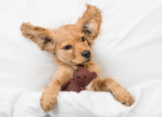 Eared English Cocker spaniel puppy lying on a bed at home and hugs toy bear. Top down view