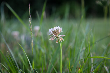 clover flower in grass
