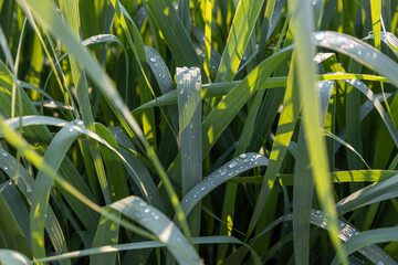 Tall grass after rain