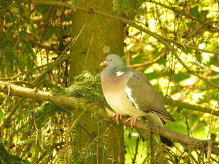 Pigeon on tree (Columba livia forma urbana)
