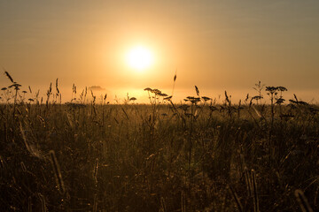 Romantic landscape in golden colors - sunrise over the horizon and silhouettes of tall grass in the...