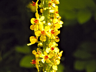 Flower of Mullein (Verbascum) © Teo
