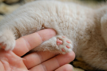 close-up a human hand holds a cat's paw