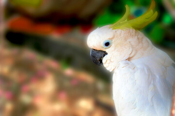 yellow crested parrot animal on blurred background from asean animal