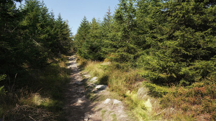 Fototapeta na wymiar September in Jizera Mountains, hiking trail through the forest