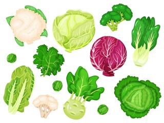 Cartoon cabbages. Fresh lettuce, broccoli, kale leaves, cauliflower, white and red cabbage. Various types of healthy green vegetables vector set. Farm, organic greenery as romaine and Brussels sprout