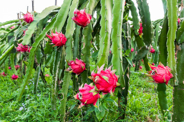 Ripe pitahaya fruit growing on the pitahaya tree in Taiwan.