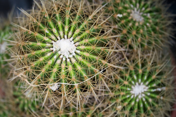 Close up of the spines of a cactus.