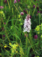 Common spotted orchid, Derbyshire England
