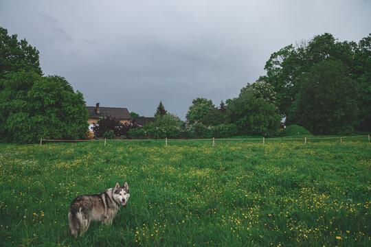 An Adult Husky Dog Walks In A Meadow On The Green Grass. House In Background. Electric Cattle Fence. Early Summer