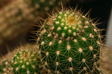 Close up of the spines of a cactus.