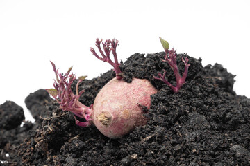 The purple sweet potato is sprouting young sprouts.