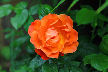 Close up of an orange rose, Derbyshire England
