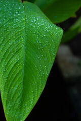 Water on leave background, Green leaf nature
