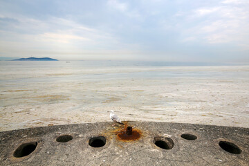  Sea ​​saliva in the marmara sea. Adversely affect natural life and the environment.