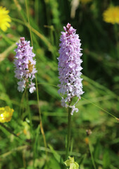 Common spotted orchids, Derbyshire England
