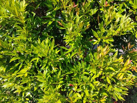 Photo of greenery in the garden. The foliage of the Syzygium paniculatum tree