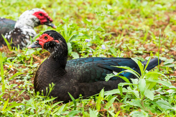 The female Muscovy ducks walking on the grass by the pond