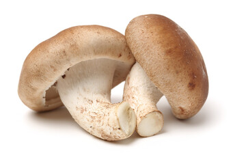 Shiitake mushroom on the White background 