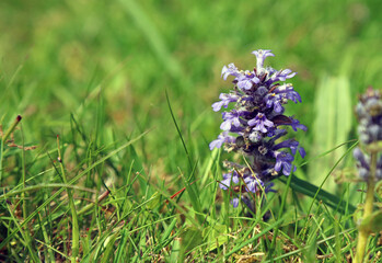 Sunlit bugle flower, Derbyshire England
