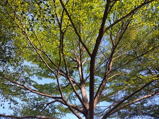 Photo of trees and leaves against a light background. ivory coast, ketapang kencana(Terminalia mantaly) is a kind of shade plant in the form of a tree.