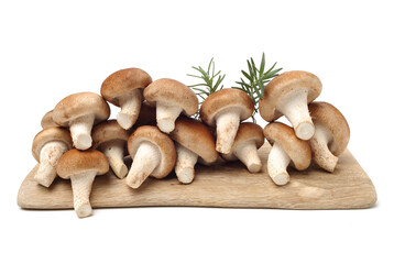 Shiitake mushroom on the White background 