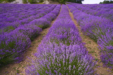 Plakat lavender field in the Italian countryside