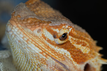 bearded dragon on ground with blur background