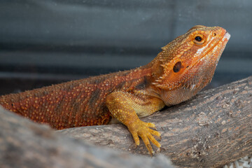 bearded dragon on ground with blur background