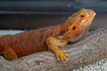 bearded dragon on ground with blur background