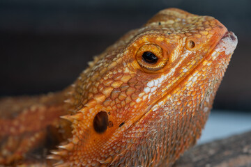 bearded dragon on ground with blur background