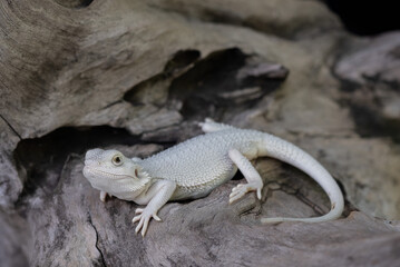 bearded dragon on ground with blur background