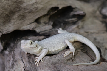bearded dragon on ground with blur background