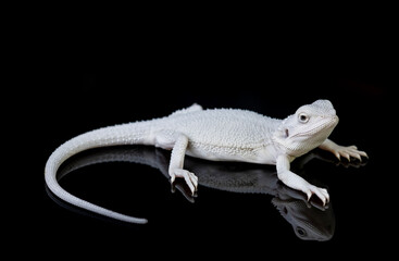 bearded dragon on ground with black background