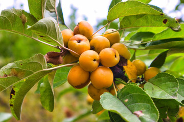 Früchte am Baum, gelb, grüne Blätter, Görlitz, Sachsen, Deutschland