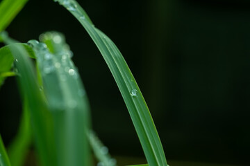 Water on leave background, Green leaf nature
