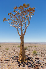 Quiver Tree in the Nambia