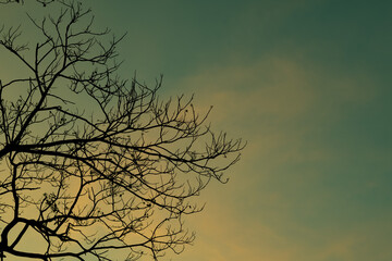 Silhouette trees with beautiful sky background, forest