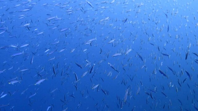 Seascape with School of Boga Fish in the turquoise water of coral reef in Caribbean Sea, Curacao