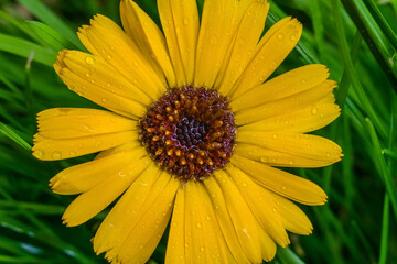 yellow daisy flower