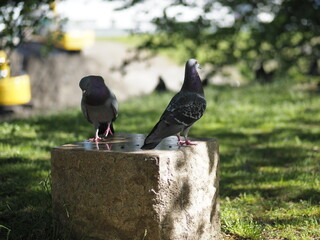 鳩