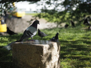 鳩
