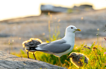 Seagull with a young chicken at the beach.